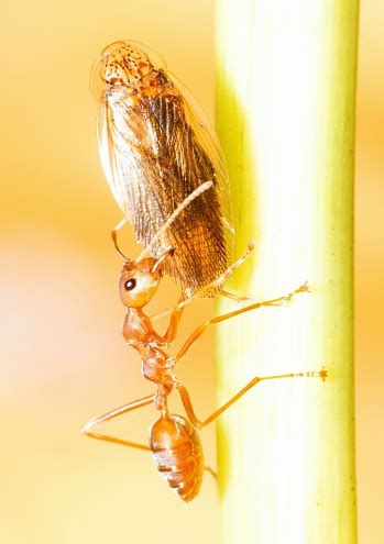 Ants Mandibles Carrying Insect For Food Animal Behavior Stock Photo ...