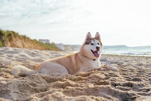 dog friendly beaches  san diego  coronado
