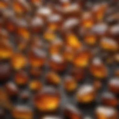 fossilised amber  timeless connection  earths history