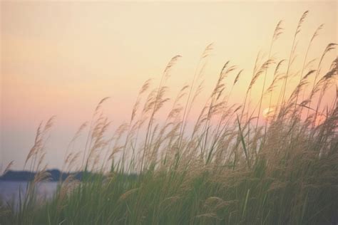 Sunset grass landscape outdoors. | Premium Photo - rawpixel