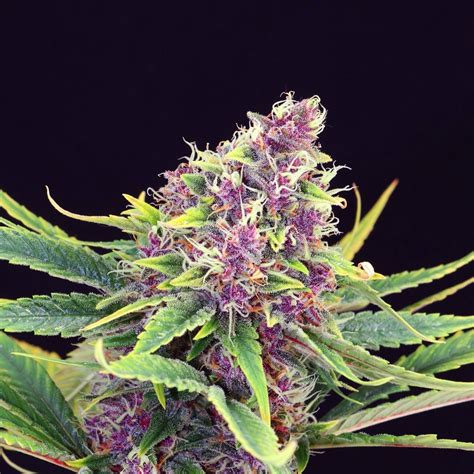 Purple Kush - Strain Information - Cannaconnection.com - Strain Information