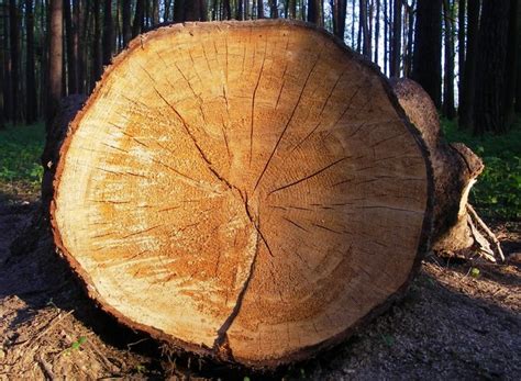 Древесина и ее дефекты