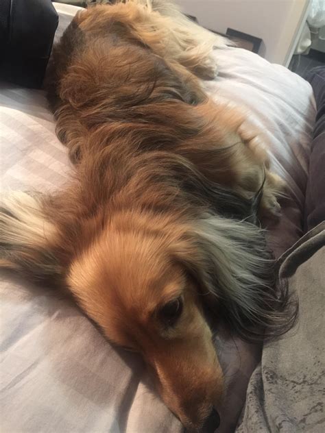Miniature longhair dachshund named Brody : r/aww