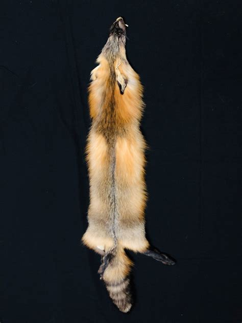 wild cross fox tanned fur