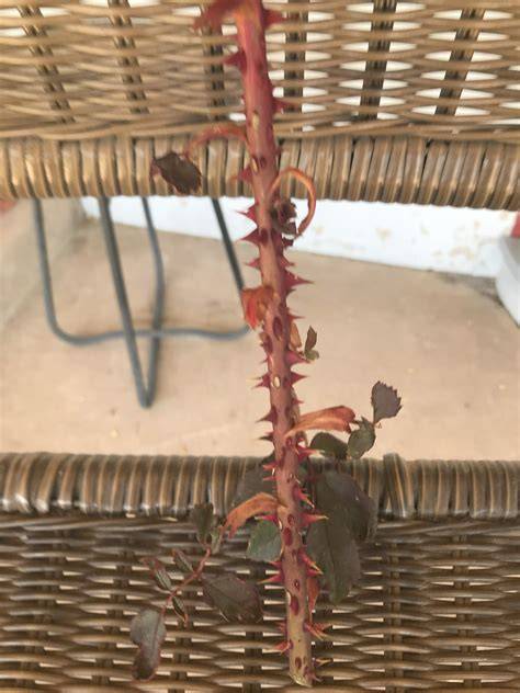 Rose Rosette disease? : r/gardening