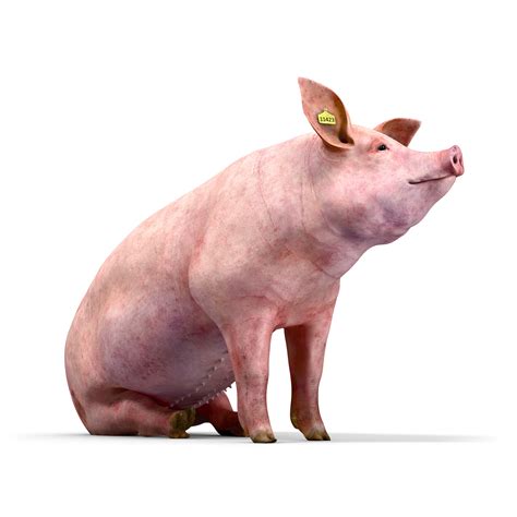 heather dewey hagborg future pigs plural