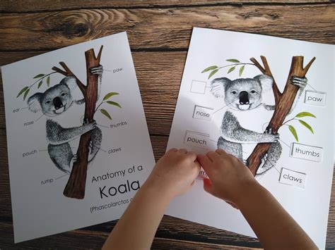 koala anatomy pack homeschool printable nature study etsy uk