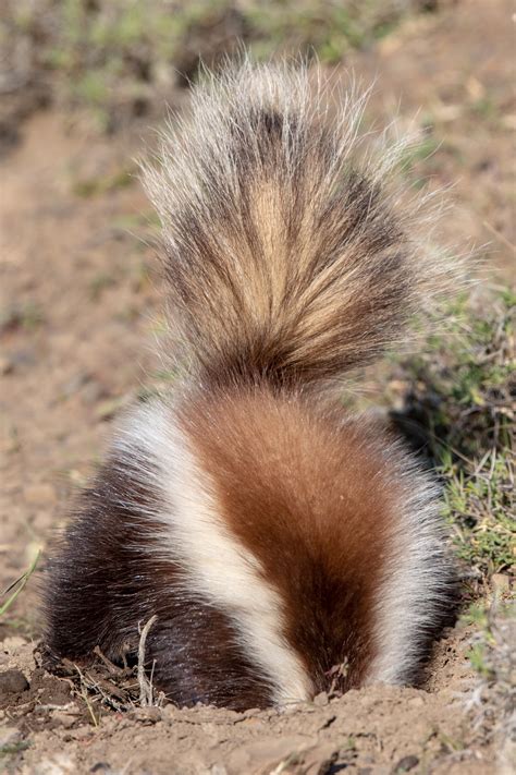 Wild Images Photography Tours | Puma Photography Tour Torres del Paine
