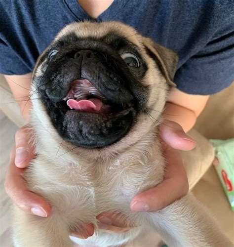 pug_smile on Twitter: "How cute pug? https://t.co/nJjfJaO7i7" / Twitter