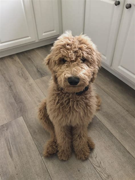 18 weeks and 31 lbs!! Getting so big :) : r/Goldendoodles