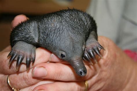 Echidna Puggle Gets a Helping Hand - ZooBorns