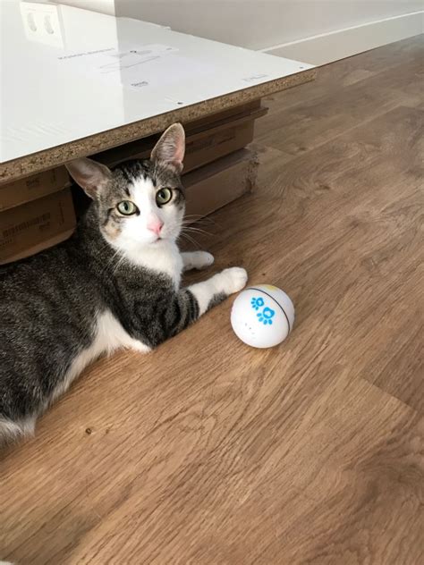 Автоматическая игрушка-мяч Xiaomi Petoneer Pet Smart Companion Play ...