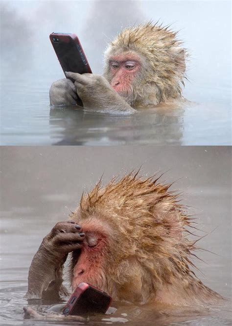 monkey facepalm blank template imgflip