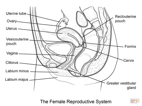Sistema Reprodutor Feminino Para Colorir - Dibujo de Sistema Reproductor Femenino para colorear | Dibujos para ...