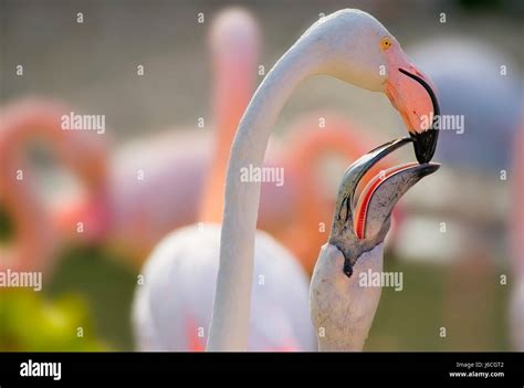 baby flamingo receives crop milk Stock Photo - Alamy