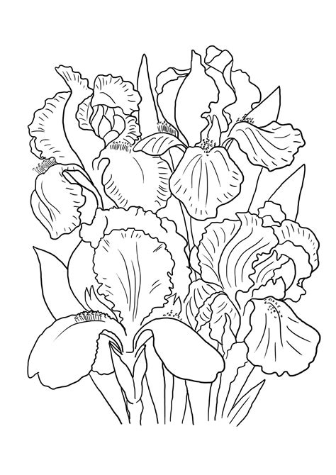 Iris Line Drawing at GetDrawings | Free download