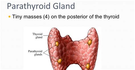 Multiple Choice Questions (MCQs) on Parathyroid Hormone, Vitamin D and ...