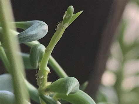 Mites? Aphids? : r/plantclinic