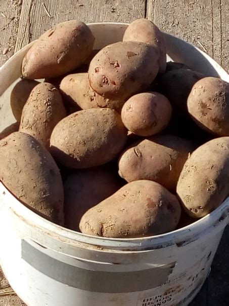 Продается крупный картофель цена за ведро 250 руб Доставка по городу ...