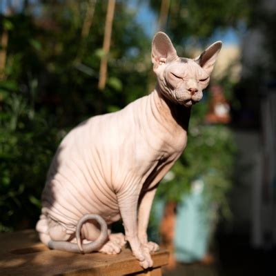The Donskoy Cat: origins, character, health and price