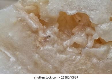 605 Maggots On Meat Images, Stock Photos & Vectors | Shutterstock