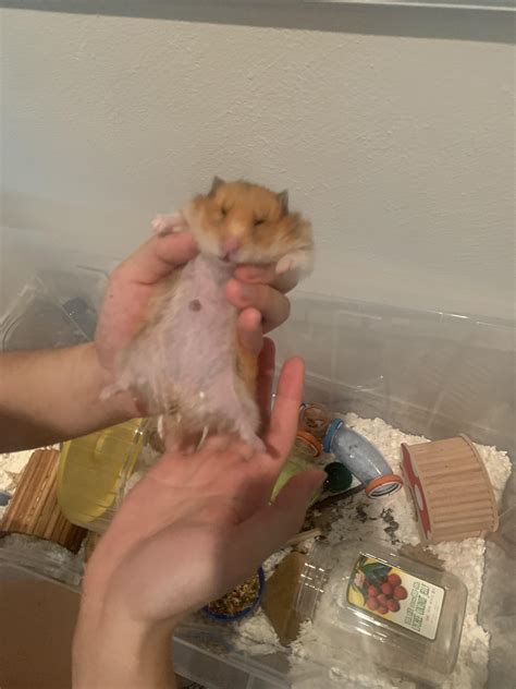 what happens if hamster overweight easily 7