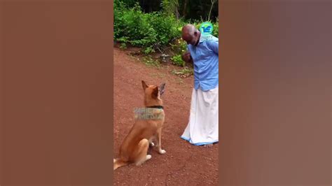 chottu   clever dog  kerala dileep kumar variety