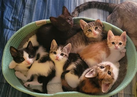 A Basket of Baby Kitties 😍 : aww