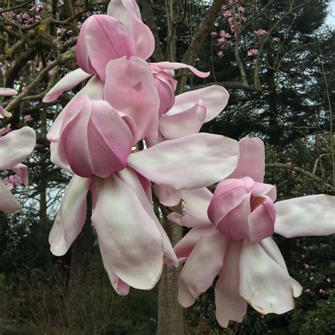 Magnolia campbellii, Campbell's Magnolia in GardenTags plant encyclopedia