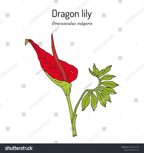 Dragon Lily Dracunculus Vulgaris Ornamental Plant Stock Vector (Royalty