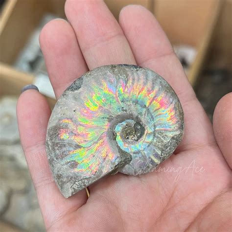 natural opalized ammonite specimen fossil quartz crystal mineral