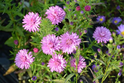 Home Page [www.susigarden.com]