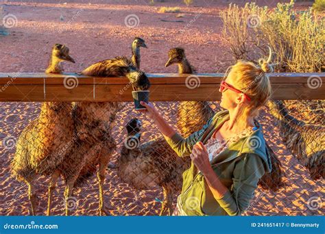 Australian Emus Feeding in Australia Stock Image - Image of animal ...