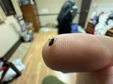 Small black flies, in bedroom and bathroom : r/whatsthisbug