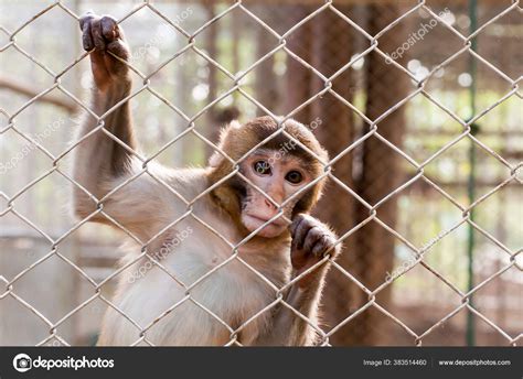 wild animals monkey cage stock photo  nasakid