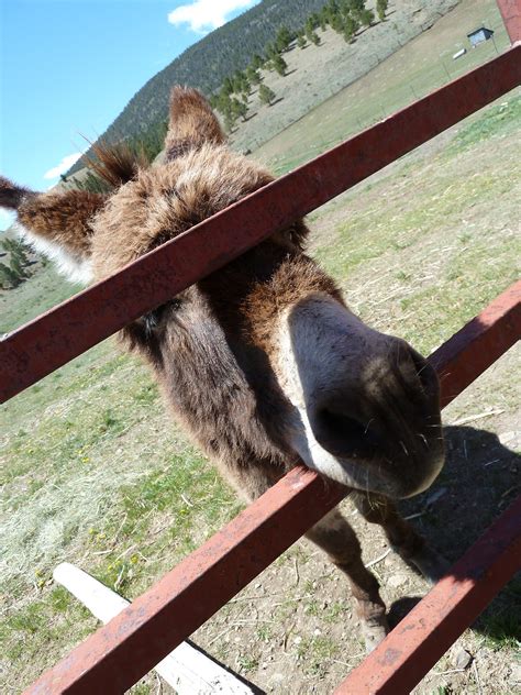 Free Images : fence, farm, animal, cute, country, pet, rural, farming