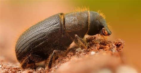 pesky bark beetle critter science