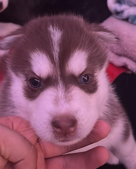 Here is Ginger (Gingerbread) our new red Husky puppy, is is now 7 weeks old as of yesterday. : r