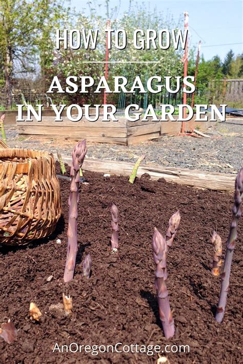 How to Grow Asparagus with Tips & Frequently Asked Questions - An