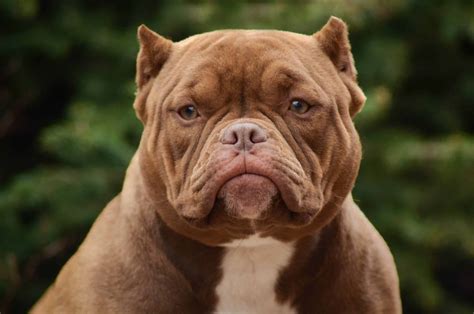 WHICH AMERICAN BULLY IS RIGHT ( FOR YOU ) - CapCity Bullys
