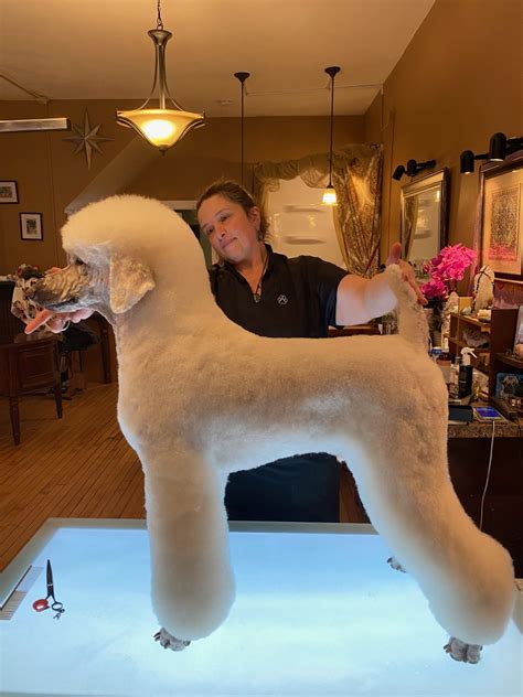 Pet German Trim On a Standard Poodle - Companion Animal Network
