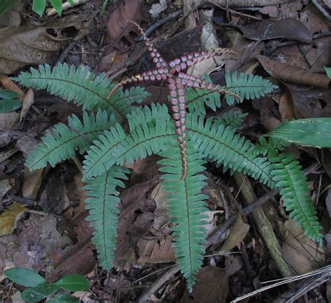 Adiantum ? | Ferns and Lycophytes of the World