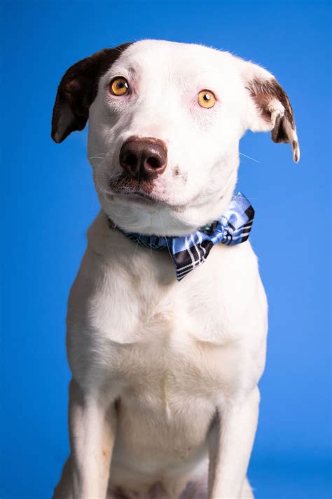 Labrador Husky Dog at Lynn Morgan blog