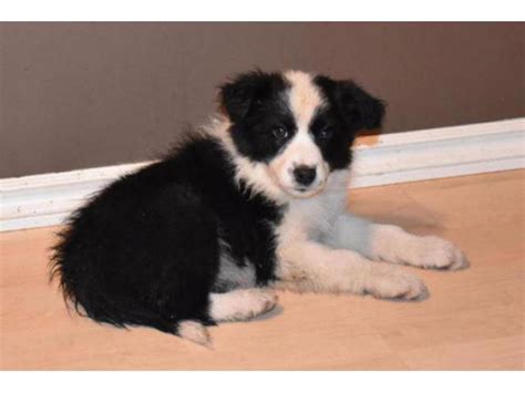 49+ Border Collie Aussie Mix For Sale Near Me Pic - Bleumoonproductions