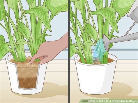 how to get bird of paradise to bloom