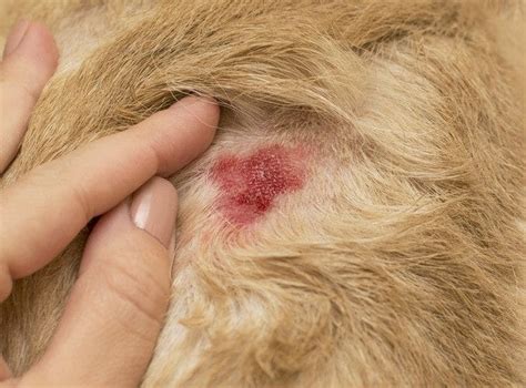 Pyoderma in Dogs; What Is It, Causes, Symptoms, Treatment & Medication