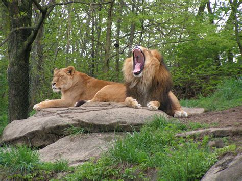Lions Free Stock Photo - Public Domain Pictures