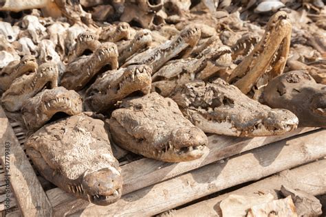 Crocodile heads at voodoo festish market, Lome, Togo Stock Photo ...