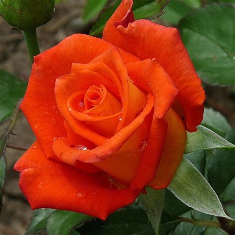 Роза Оранж Описание Фото – Telegraph