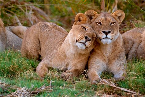 Animal sex gay xxx - lalapacruise